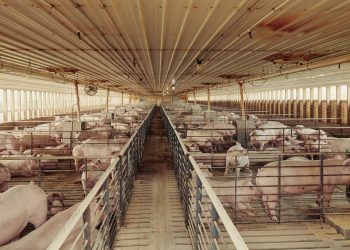 McDonald’s exec: The Covid-19 meat shortages taught us all an important