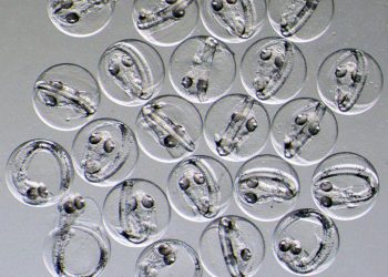 Fish more vulnerable to warming water than first thought | Fishing Industry