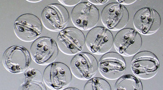 Fish more vulnerable to warming water than first thought | Fishing Industry