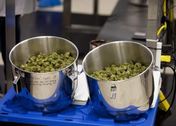 Organigram lays off 220 workers, will cultivate less cannabis than expected