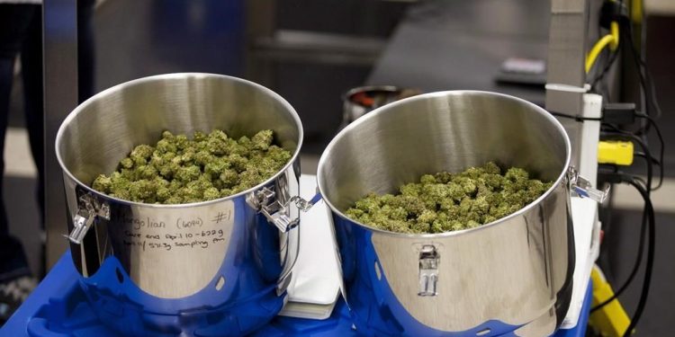 Organigram lays off 220 workers, will cultivate less cannabis than expected