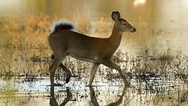 Industry, mild winters clear way for white-tailed deer ‘invasion’ in